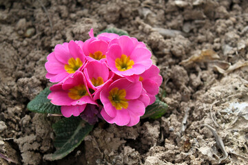 Poster - Pink Primula flower blossoms closeup