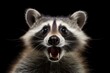 Funny surprised raccoon with open mouth.