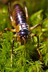 Canvas Print - Macro shot of a Common earwig perched on lush mossy terrain