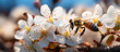 Bee on a spring flower collecting pollen and nectar . Close-up of Bee Collecting Pollen on a Flower