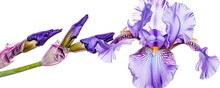 Iris Flower Isolated On White