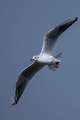 Wall Mural - Seagull flying through blue sky with outstretched wings