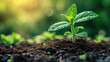 © Oranuch - Small plant sprouting from the ground in the rain