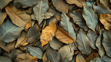 Dried Bay Leaf Texture