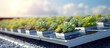 © HN Works - Green roof garden with blue solar panels Sedum green roof with photovoltaic panels. Creative Banner. Copyspace image