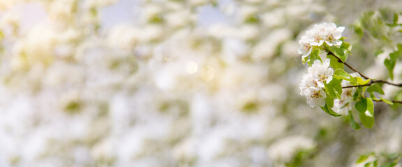 Sticker - White flowers of a blossoming apple tree. Natural sunlight. Banner with blurred background of flowers and sky.