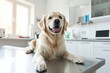 © Alina - Beautiful dog on table in clinic