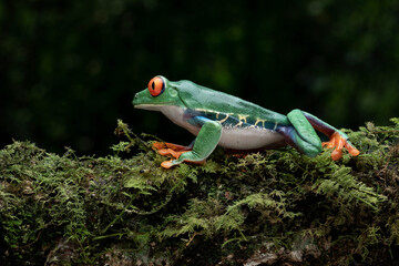 Wall Mural - Red-eyed Tree Frog (Agalychnis callidryas) on mossy wood.