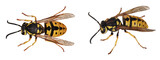 Wasp (Vespula vulgaris - germanica), isolated on transparent background