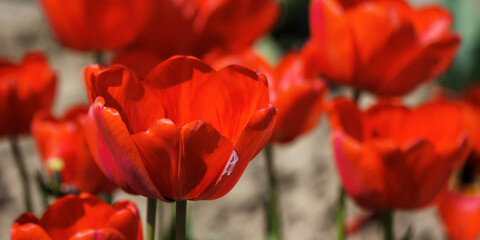 Wall Mural - closeup of red tulip flowers in the garden. romantic outdoor nature background