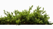 A Bush Of Green Leaves On A White Background. Suitable For Nature, Gardening, Or Environmental Concepts
