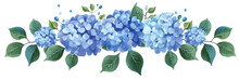 Blue Hydrangea Flowers Isolated On White Background