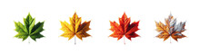 Four Seasons Depicted As Maple Leaves Isolated Cutout Transparent Background. Spring Season, Summer Season, Fall Season, Winter Season, Autumn Season. Green, Orange, Yellow, Ted, Dry, Brown. 