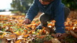 Child gathers autumn dry leaves from ground. one small boy wearing jacket enjoys fall season, childhood play