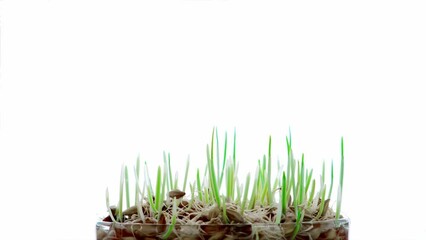 Canvas Print - time lapse of grain plant growth