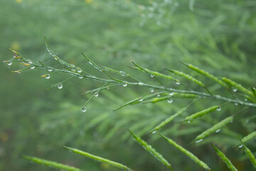 Wall Mural - Dew droplets on green mustard pod in the morning. Shallow depth of field