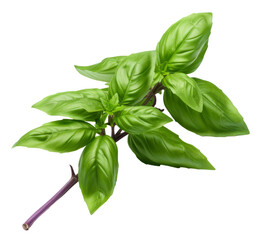 thai basil isolated on white background