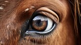 Fototapeta  - Animal rights concept a close-up of a horse emotional eye