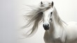 Animal rights concept white horse with its mane flowing beauty and grace.