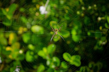spider on the web 