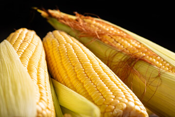 Wall Mural - Green corn, beautiful green corn cobs on rustic wood, selective focus.