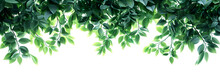 Lush Green Leaves Hanging From The Top, Creating A Natural Frame Against A Bright White Background