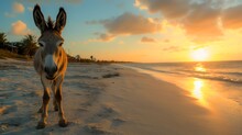 Beautiful Young Brown Domestic Donkey Or Mule Animal Close Up Face Portrait Photography, Standing On The Sand Beach During The Golden Hour Sunset Sky With Clouds, Ocean Or Sea Waves In The Background 