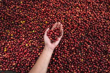 Canvas Print - Coffee cherry beans in hand checking for good coffee beans