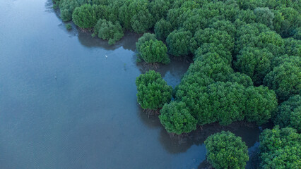 Wall Mural - Aerial view of mangrove forest in Aceh