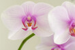 Schöne Orchideen isoliert auf hellem Hintergrund - Spa - Wellnes