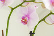 Schöne Orchideen isoliert auf hellem Hintergrund - Spa - Wellnes