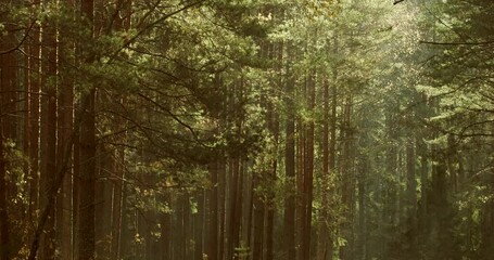 Canvas Print - Shadows moving on pines woods, evergreen trees in autumn forest. Timelapse Autumn Mood. Autumn Forest Transition. Season Change Concept. Time Lapse, Time-lapse. Gently wind.