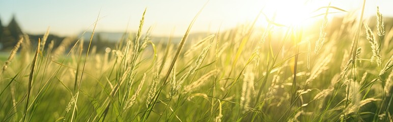 Canvas Print - In the summer, the sun's golden rays gently embrace the verdant grass, creating a tranquil scene.