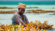 Women harvest the seaweed for soap, cosmetics and medicin on a sea plantation in traditional dress, island Zanzibar, Tanzania, East Africa