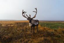 Portrait Of Northern Reindeer (Rangifer Tarandus) With Massive Antlers In Autumn Tundra.