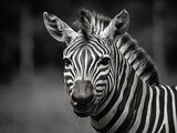 Fototapeta Konie - zebras on light black  background copy space  ai image 
