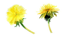 Watercolor Dandelion Flower. Field Flower Illustration Isolated On White.