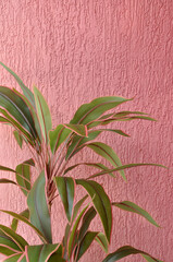 Wall Mural - planta verde com vermelho 