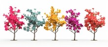 Paper Flowers Or Bougainvillea Are Popular Ornamental Plants. The Form Is A Small Tree That Is Difficult To Grow Upright With Lush