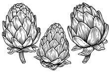 Artichoke Engraved, Great Design For Any Purposes. Organic Food. Handmade Drawing. Vector Icon