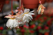 Blooming white begonias hang down