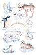 polar arctic animals watercolor collection set. snowy owl. reindeer. polar bear. fox. penguin, walrus. seal and oeca, hare whale