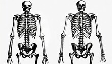 Human Skeleton Anatomy Front And Back View Old Antique Illustration From Brockhaus Konversations Lexikon 1908