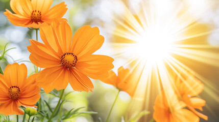 Wall Mural - Bright orange cosmos flowers close up in the meadow in golden hour.