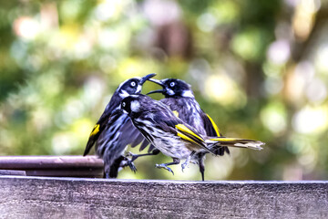 Wall Mural - A group of New Holland Honeyeaters, Phylidonyris novaehollandiae, selective focus on front bird. Soft foliage background. Tasmania, Australia.