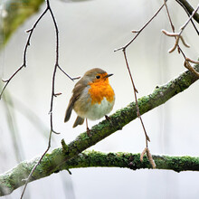 Erithacus Rubecula. European Robin Sitting On The Branch In The Forest. Wildlife