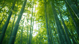 Fototapeta  - A dense bamboo forest with tall slender trunks and a canopy of green leaves.