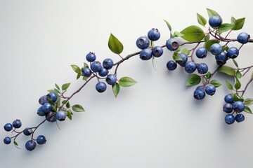 Wall Mural - Blueberry branch on a clean background. Berry season. Spring