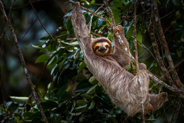 Wall Mural - brown throated tree toed sloth in climbing up a tree