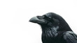 Close up portrait of black raven  isolated on white transparent background, png